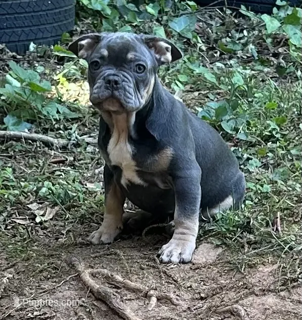 Bruce – French Bulldog puppy for sale in Tucker, GA
