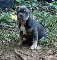 Bruce, a male French Bulldog for sale in Tucker, GA – 1 of 9