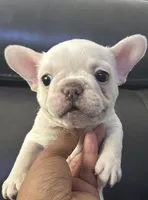Matt, a male French Bulldog for sale in Tucker, GA – 4 of 7
