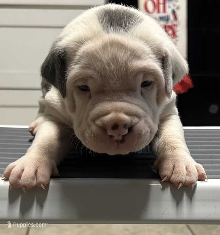 Leo – American Bully puppy for sale in Tucker, GA