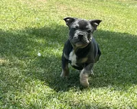 Bruce, a male French Bulldog for sale in Tucker, GA – 2 of 9