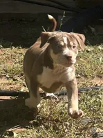 Tee, a female American Bully for sale in Tucker, GA – 4 of 9