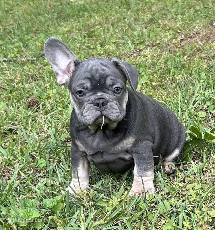 Bruce – French Bulldog puppy for sale in Tucker, GA