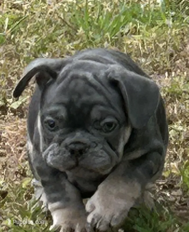 Bruce – French Bulldog puppy for sale in Tucker, GA