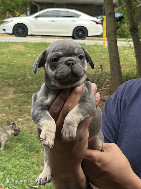 Bruce – French Bulldog puppy for sale in Tucker, GA