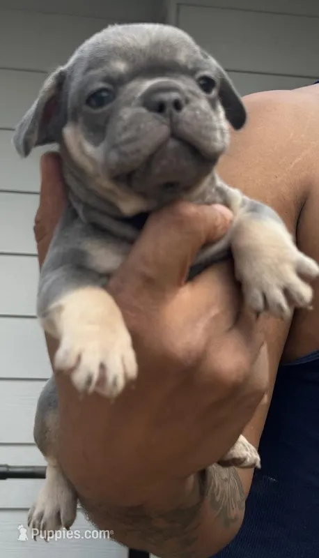 Bruce – French Bulldog puppy for sale in Tucker, GA