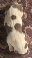 Tina, a female American Bully for sale in Tucker, GA – 2 of 2
