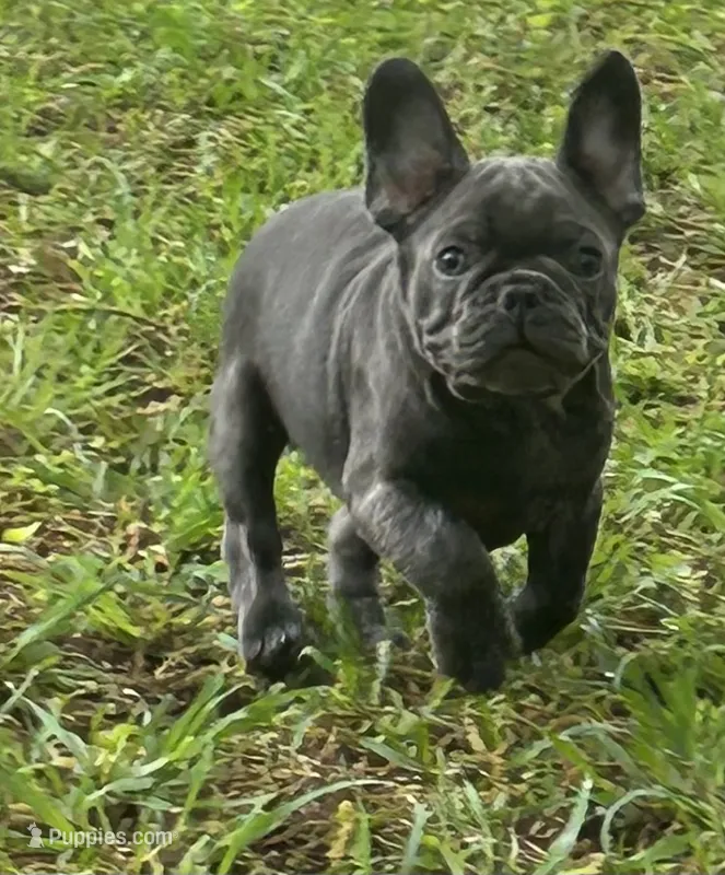 Blue – French Bulldog puppy on hold in Tucker, GA