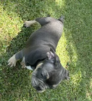Bruce, a male French Bulldog for sale in Tucker, GA – 4 of 9