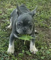 Billy, a male French Bulldog for sale in Tucker, GA – 7 of 8