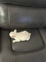 Matt, a male French Bulldog for sale in Tucker, GA – 7 of 7
