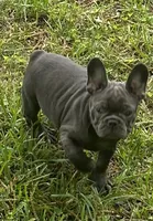 Blue, a male French Bulldog for sale in Tucker, GA – 3 of 6