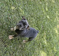 Bruce, a male French Bulldog for sale in Tucker, GA – 7 of 9