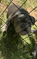 Billy, a male French Bulldog for sale in Tucker, GA – 5 of 8