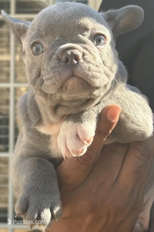 Jimbo – French Bulldog puppy for sale in Tucker, GA