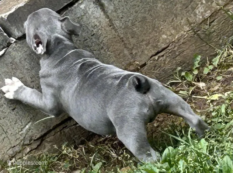 Jimbo – French Bulldog puppy for sale in Tucker, GA