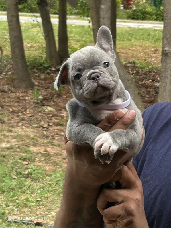 Jimbo – French Bulldog puppy for sale in Tucker, GA