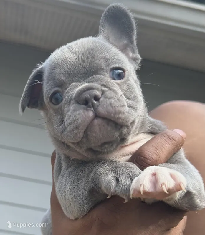 Jimbo – French Bulldog puppy for sale in Tucker, GA