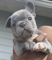 Jimbo, a male French Bulldog for sale in Tucker, GA – Photo 1 of 2