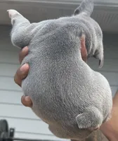 Jimbo, a male French Bulldog for sale in Tucker, GA – Photo 2 of 2