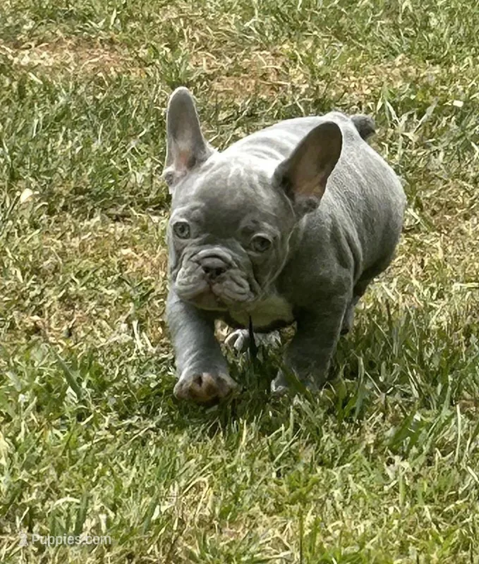 Jimbo – French Bulldog puppy for sale in Tucker, GA