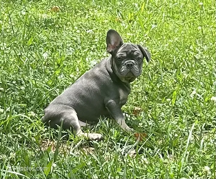 Billy – French Bulldog puppy for sale in Tucker, GA