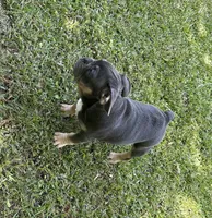 Bruce, a male French Bulldog for sale in Tucker, GA – 8 of 9