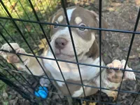 Tee, a female American Bully for sale in Tucker, GA – 7 of 9