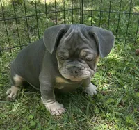 Billy, a male French Bulldog for sale in Tucker, GA – 2 of 8