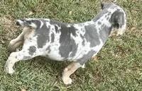 Lena, a female American Bully for sale in Tucker, GA – 7 of 7