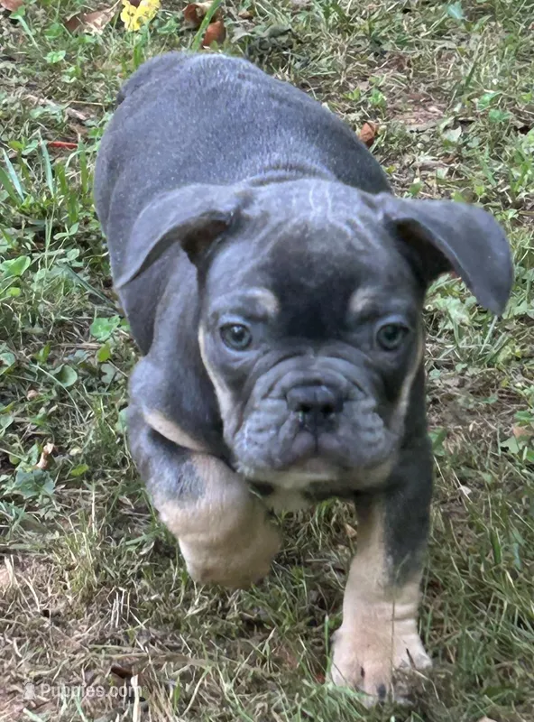 Billy – French Bulldog puppy for sale in Tucker, GA