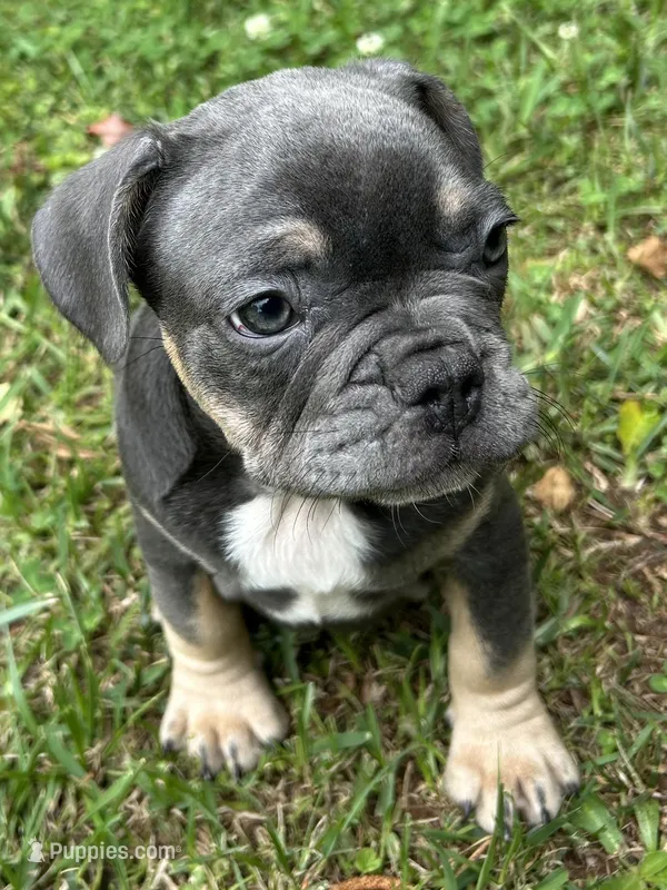 Billy – French Bulldog puppy for sale in Tucker, GA