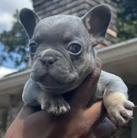 Billy, a male French Bulldog for sale in Tucker, GA – Photo 1 of 4