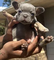 Billy, a male French Bulldog for sale in Tucker, GA – Photo 3 of 4