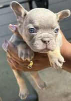 Billy, a male French Bulldog for sale in Tucker, GA – Photo 2 of 4