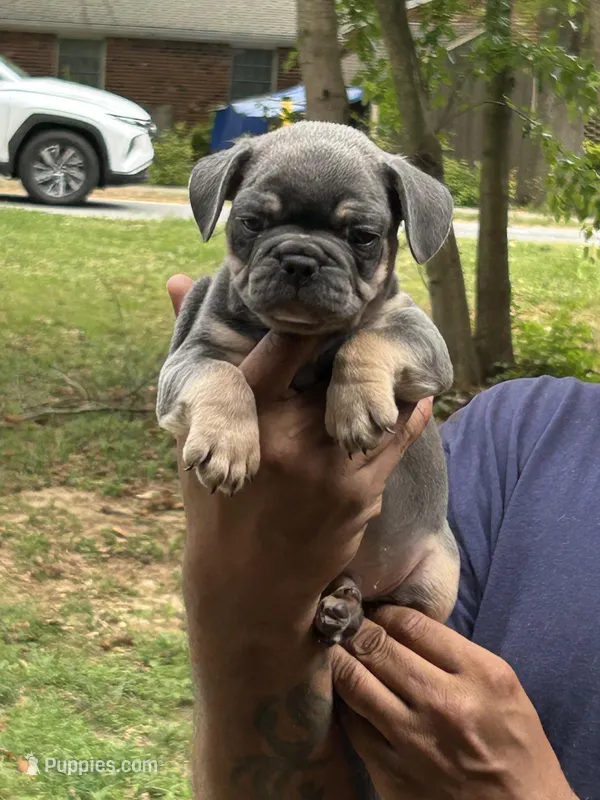 Billy – French Bulldog puppy for sale in Tucker, GA
