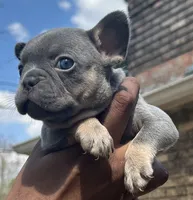 Billy, a male French Bulldog for sale in Tucker, GA – Photo 4 of 4