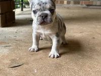 Gorge, a male French Bulldog for sale in Tucker, GA – Photo 4 of 6