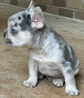 Gorge, a male French Bulldog for sale in Tucker, GA – Photo 6 of 6