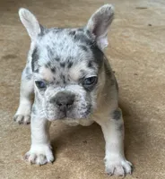Gorge, a male French Bulldog for sale in Tucker, GA – Photo 3 of 6