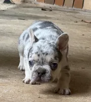 Gorge, a male French Bulldog for sale in Tucker, GA – Photo 2 of 6