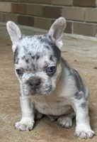 Gorge, a male French Bulldog for sale in Tucker, GA – Photo 5 of 6