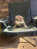 Tee, a female American Bully for sale in Tucker, GA – 6 of 9
