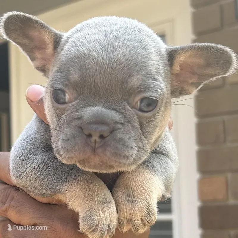 Tim, a male French Bulldog for sale in Tucker, GA – Photo 1 of 2