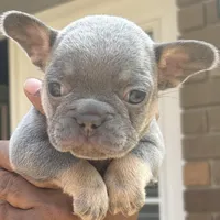 Tim, a male French Bulldog for sale in Tucker, GA – Photo 1 of 2