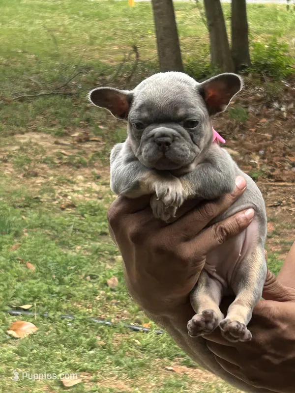 Ivey – French Bulldog puppy for sale in Tucker, GA
