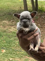 Ivey, a female French Bulldog for sale in Tucker, GA – Photo 1 of 5