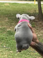 Ivey, a female French Bulldog for sale in Tucker, GA – Photo 5 of 5