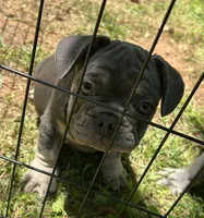 Billy, a male French Bulldog for sale in Tucker, GA – 3 of 8