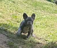Jimbo, a male French Bulldog for sale in Tucker, GA – 9 of 10